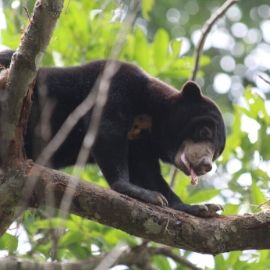 Bornean Sun Bear Conservation Centre Bornean Sun Bear Conservation Centre